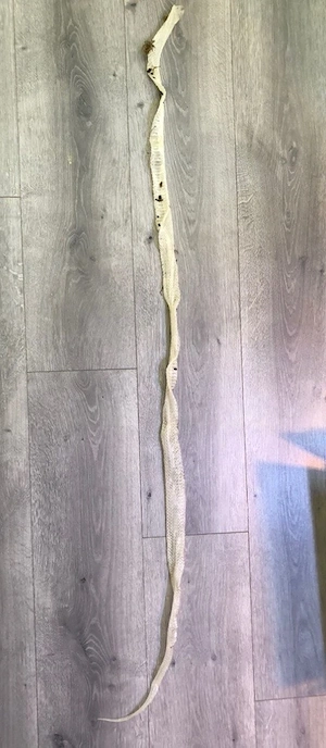 Schlangen Kornnatterhaut Verhandelbar Bild 2