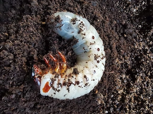 Chalcosoma Chiron (Caucasus) 