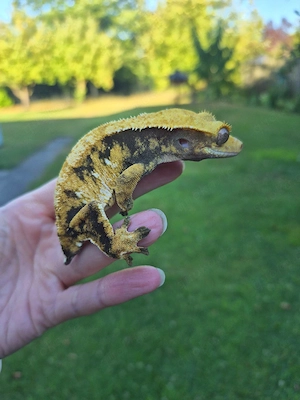 0.1 Kronengecko Weibchen Correlophus ciliatus Harlequin 