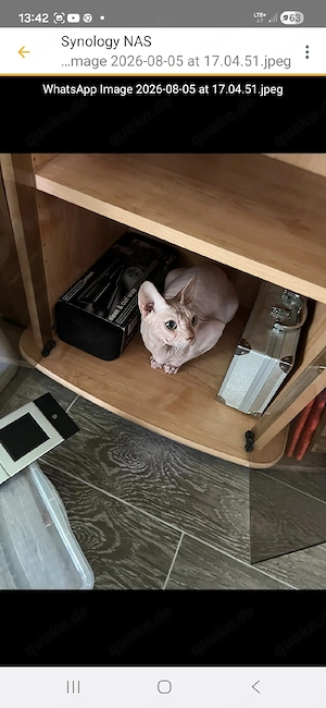 Liebevolle Familie für Sphynx-Kater Jameen gesucht
