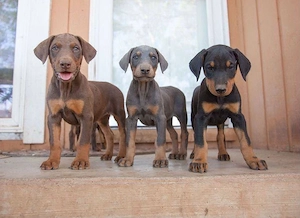 Dobermann welpen