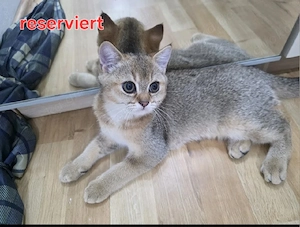 ein wunderschönes Britisch-Kurzhaar-Katzenbaby sucht ein liebevolles Zuhause.   