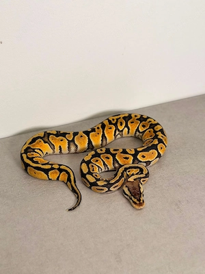 1.0 Pastel Hetari het Clown