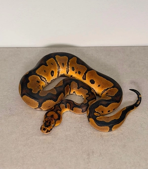 1.0 Orange Dream Clown het Piebald