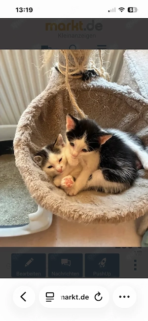Unser Kunterbunter Katzenwurf