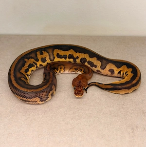 Königspython 1.0 Black Pastel Leopard Wookie Stranger Clown