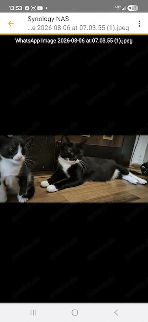 Luna   liebe Seele auf vier Pfoten sucht ihr Für-immer-Zuhause 