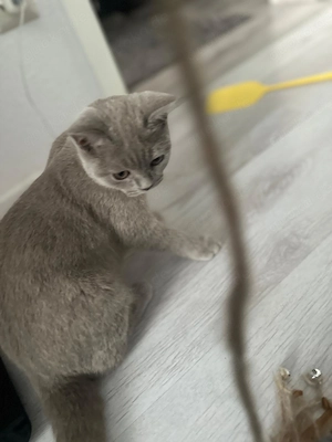 Katzenbaby BKH Kitten abzugeben