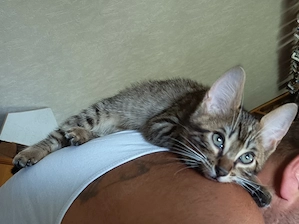 Dringend Katzenkitten 11Wochen abzugeben