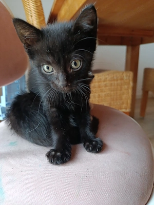 Katzen abzugeben geb. 8.5.2026