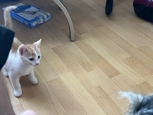 Letzte Katze & Unser Kunterbunter Katzenwurf
