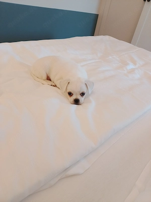 Chihuahua Pekinese Mix