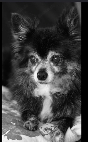 Langhaar-Chihuahua Luki (6 Jahre) sucht ein liebevolles Zuhause   