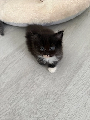 Kitten langhaar abzugeben