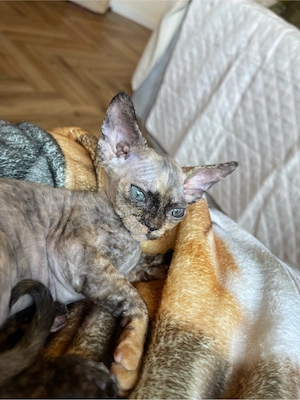 devon rex tortie Mädchen ,FIFE Stammbaum 
