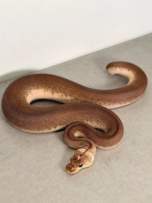 1.0 Black Pastel Pastel Wookie pos Stranger Clown