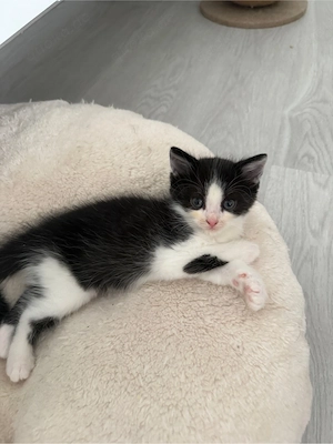 Kitten kurzhaar abzugeben