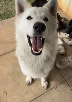 Liebevoller Schweizer weißer schäferhund
