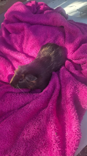 4 Meerschweinchen Böcke