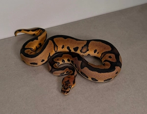 1.0 Leopard poss Stranger Clown het Piebald