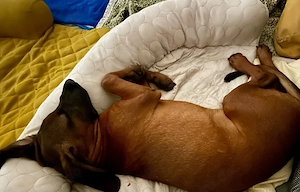 Bayrischer Gebirgsschweißhund