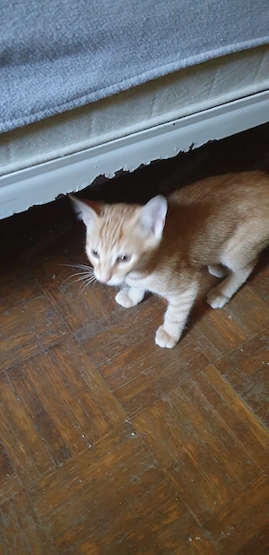 1 Rotes katzenbaby abzugeben  reserviert  Bild 3