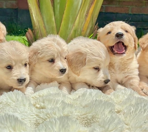 Golden retriever welpen
