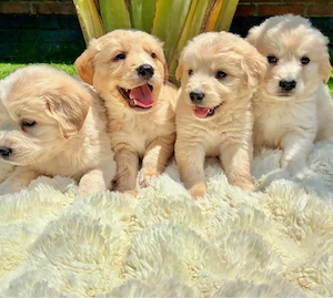 Golden Retriever Welpen