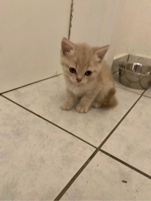 BKH BLH Kitten suchen ein liebevolles Zuhause