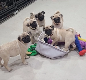 Mops welpen