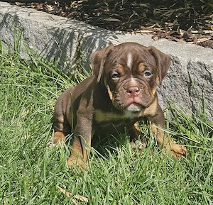 Old English Bulldog Welpen