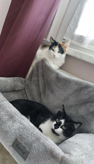 2 Katzendamen suchen ein neues Zuhause