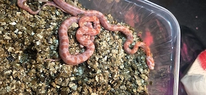 Kornnatterbabys Amel + Classic Het Pied, Caramel... 