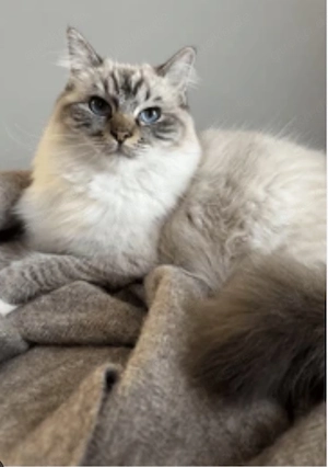 Ich suche eine Katze