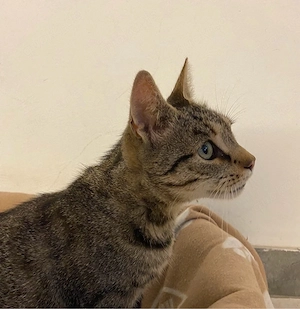 Katze, europäisch Kurzhaar, 