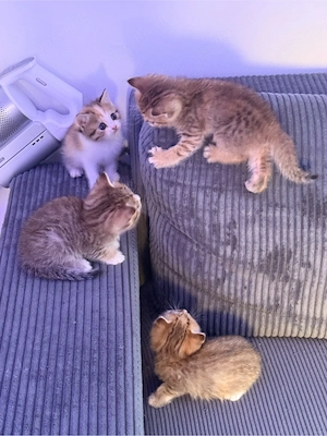 Kitten ab September abzugeben 