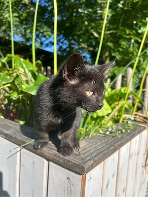 Katzen Jungkatzen schwarz 
