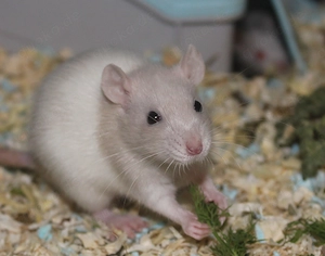 Gleichgesinnte gesucht zum Austausch über Ratten