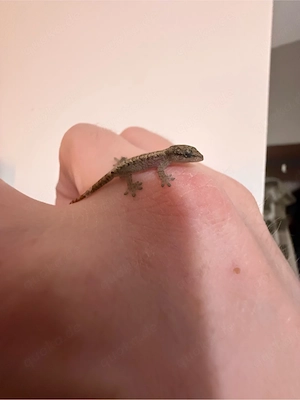 lepidodactylus lugubris, Jungferngecko Nachwuchs Bild 2