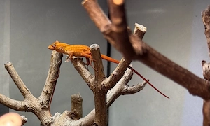 Anolis Sagrei orange 