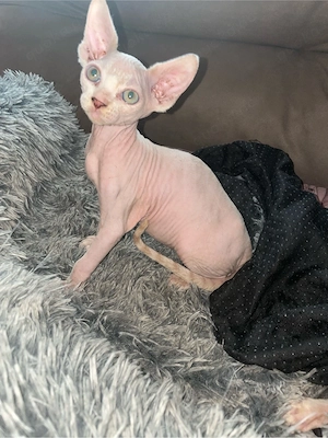 sphynx kitten 