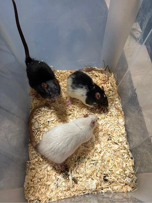 3 Ratten Böckchen