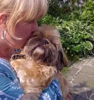 Shih tzu gesucht