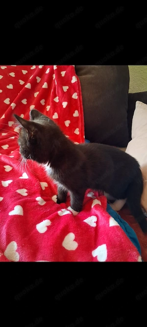 Wunderschöne Bkh Kitten suchen ein schönes zu Hause auf Lebenszeit