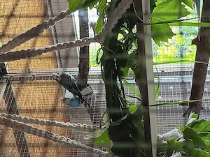 Wellensittiche Bild 5