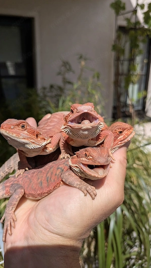 Farb Bartagamen zu Verkaufen! Pogona Vitticeps! Eigene Nachzucht Rote Bartagame 
