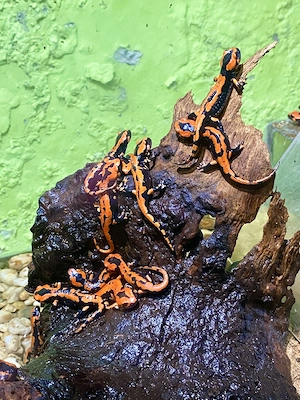 Feuersalamander rot