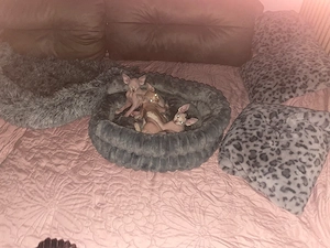 sphynx kitten 