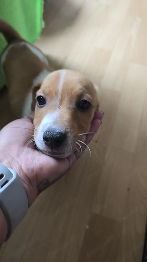 Jack Russel Rüde Buddy