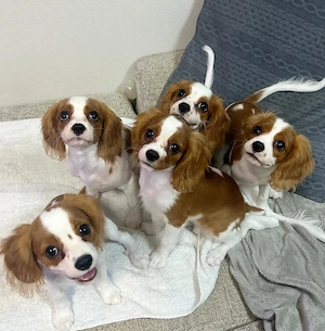 Cavailer king charles spaniel welpen